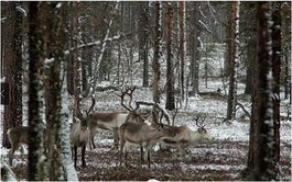 Canvas Schilderij Rendier 60 X 40 Cm