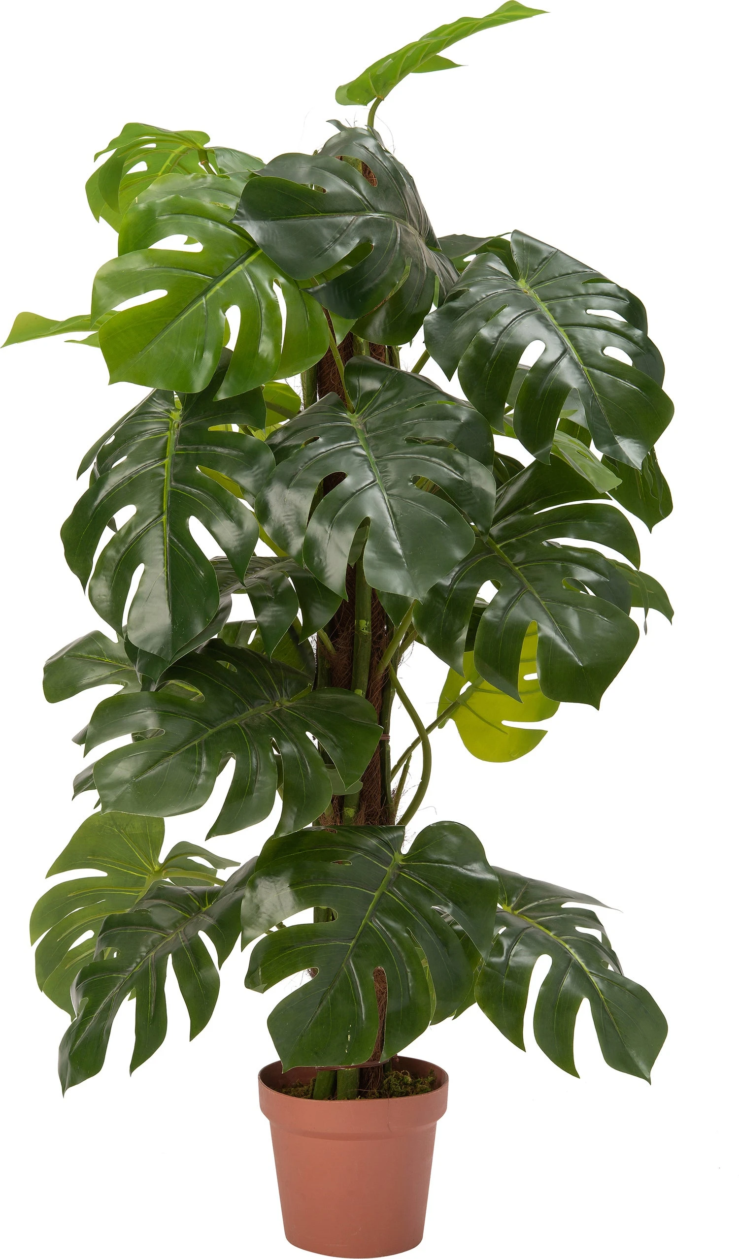 Intratuin Kunstplant Monstera 55 X 55 X 140 Cm 1 Intratuin Kunstplant Monstera 55 X 55 X 140 Cm