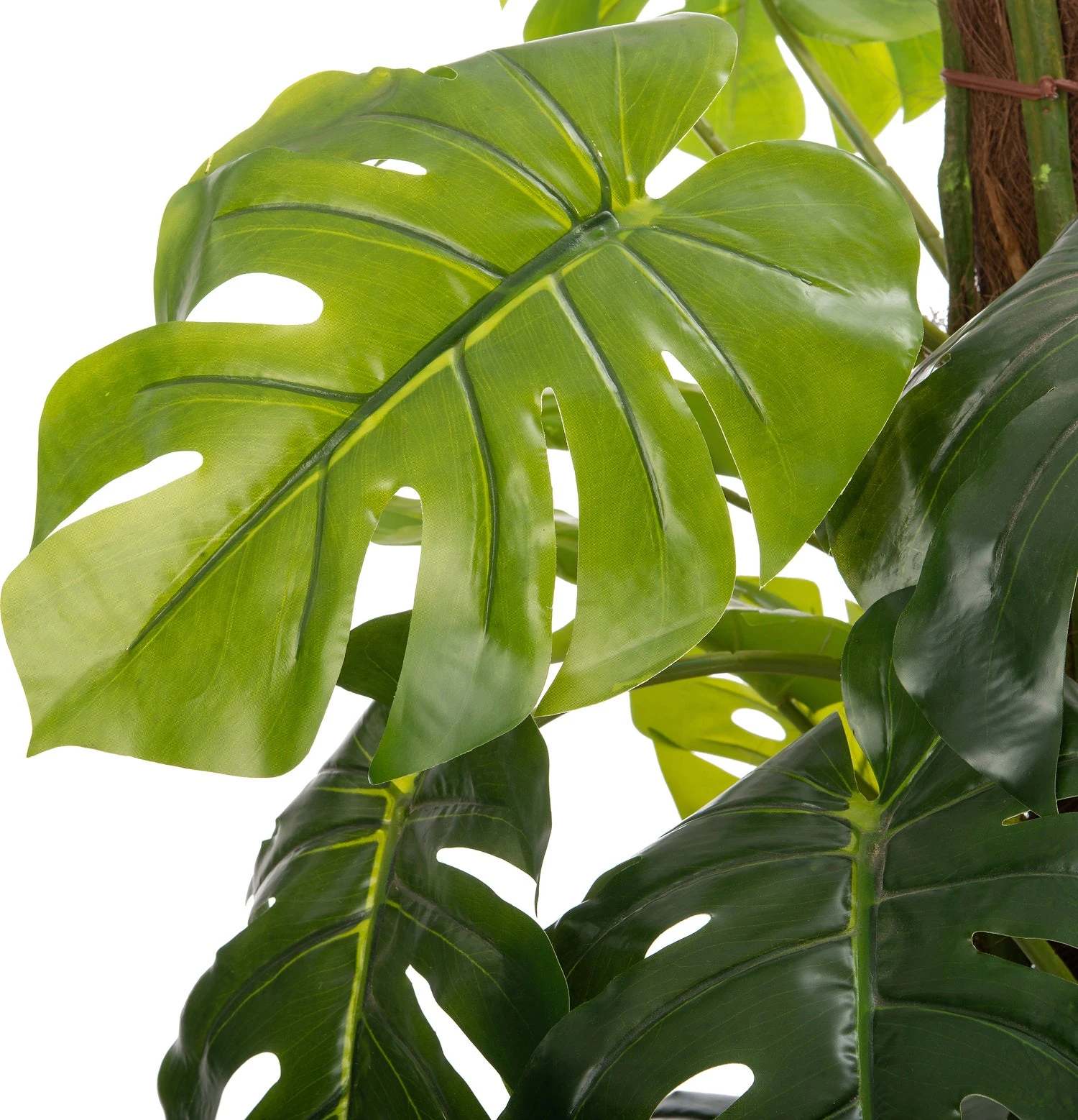 Intratuin Kunstplant Monstera 55 X 55 X 140 Cm 2 Intratuin Kunstplant Monstera 55 X 55 X 140 Cm - Afbeelding 2
