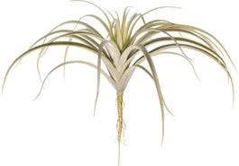 Intratuin Kunstplant Tillandsia H 26 Cm 1 Intratuin Kunstplant Tillandsia H 26 Cm