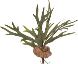 Intratuin Kunstplant Hertshoornvaren 55 X 10 X 50 Cm 1 Intratuin Kunstplant Hertshoornvaren 55 X 10 X 50 Cm