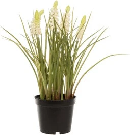 Intratuin Kunstplant Blauw Druifje Wit H 28 Cm 1 Intratuin Kunstplant Blauw Druifje Wit H 28 Cm