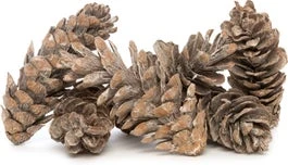 Intatuin Natuurlijke Decoratie Dennenappel Naturel 180 G 6 Stuks