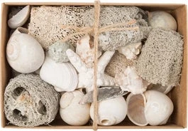 Intratuin Schelpen Mix Grijs 18 X 12 X 6 Cm