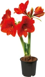 Amaryllis (Hippeastrum) D 13 H 25 Cm