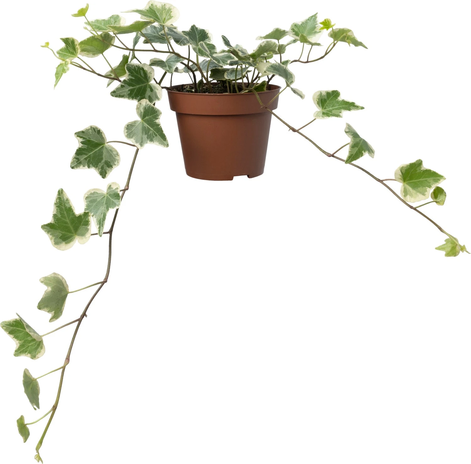 Biologische Bonte Klimop (Hedera) D 11 H 15 Cm 1 Biologische Bonte Klimop (Hedera) D 11 H 15 Cm