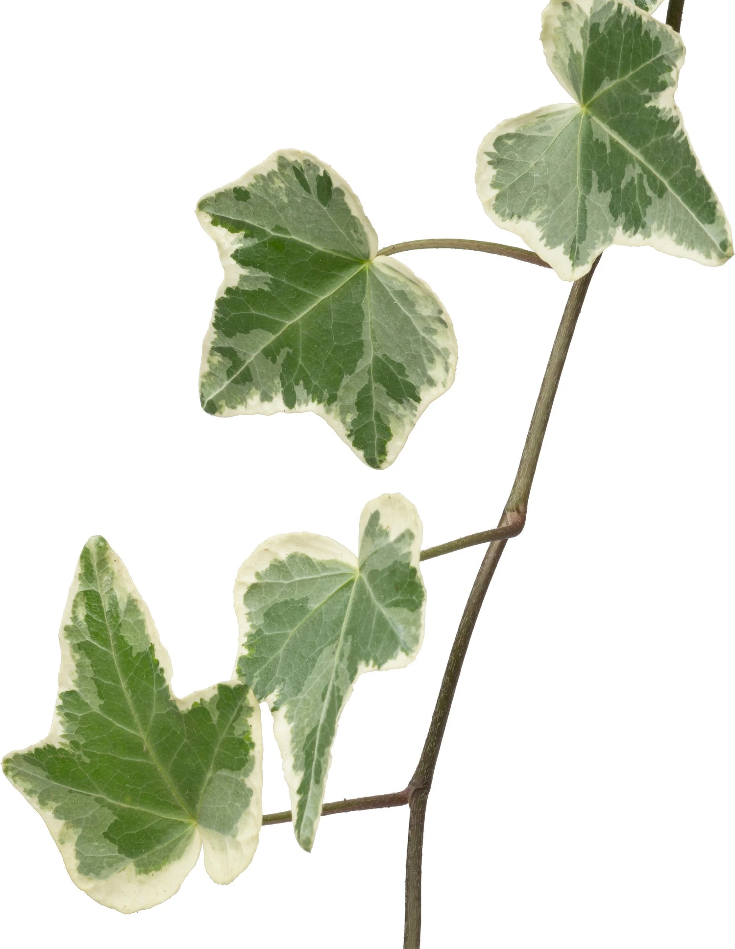 Biologische Bonte Klimop (Hedera) D 11 H 15 Cm 2 Biologische Bonte Klimop (Hedera) D 11 H 15 Cm - Afbeelding 2