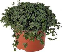 Biologische Kanonplantje (Pilea Glauca) D 11 H 15 Cm