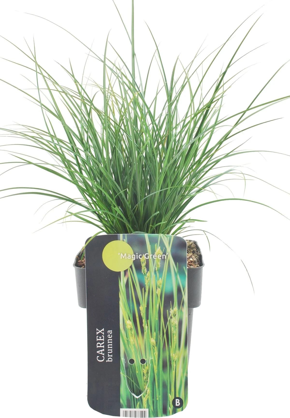 Zegge (Carex Brunnea 'Magic Green') D 17 H 40 Cm 1 Zegge (Carex Brunnea 'Magic Green') D 17 H 40 Cm