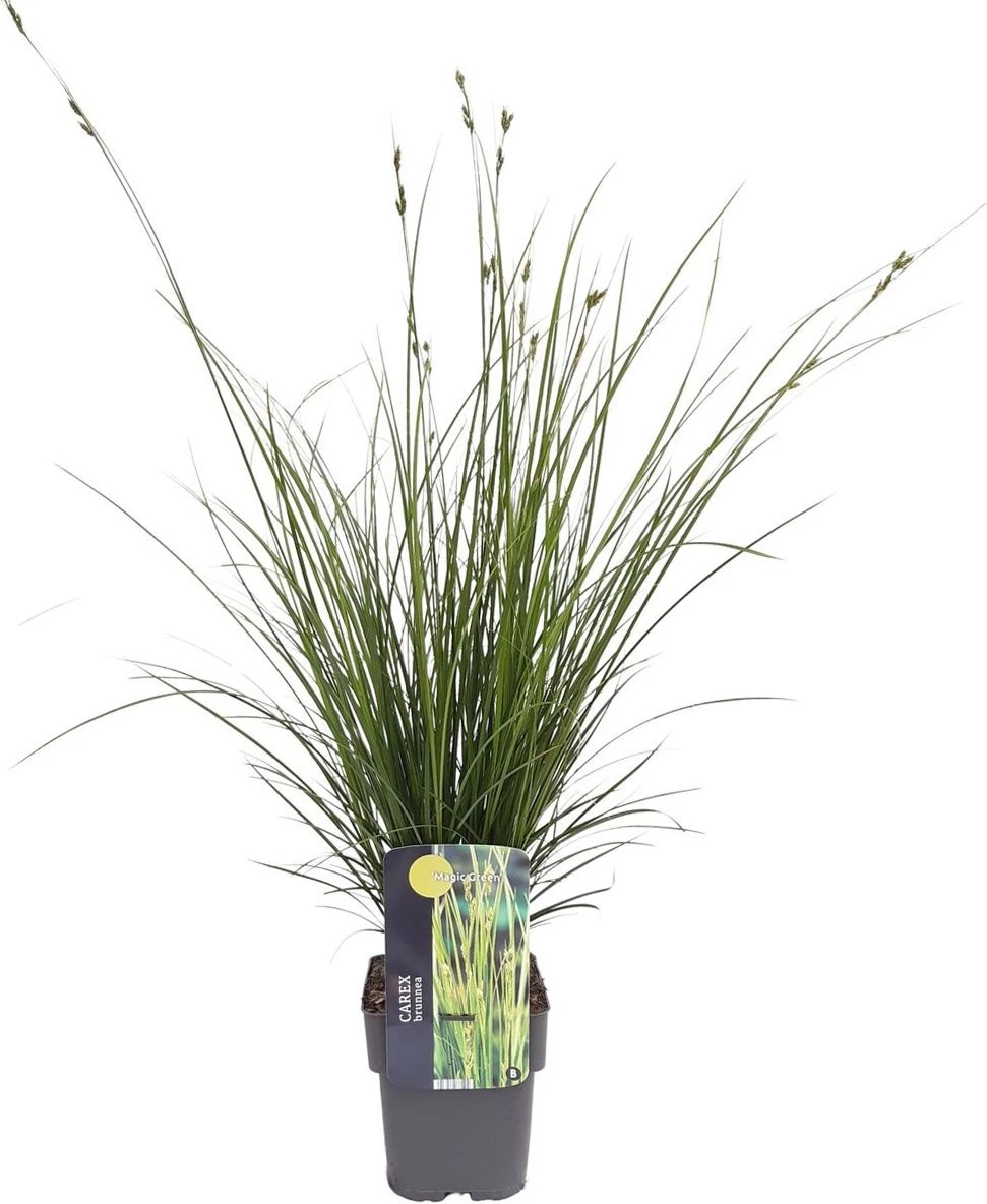 Zegge (Carex Brunnea 'Magic Green') D 17 H 40 Cm 2 Zegge (Carex Brunnea 'Magic Green') D 17 H 40 Cm - Afbeelding 2