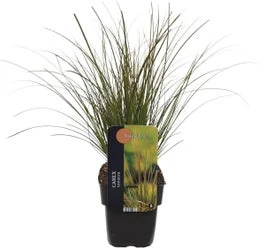 Zegge (Carex Testacea 'Lime Shine') D 17 H 45 Cm 1 Zegge (Carex Testacea 'Lime Shine') D 17 H 45 Cm