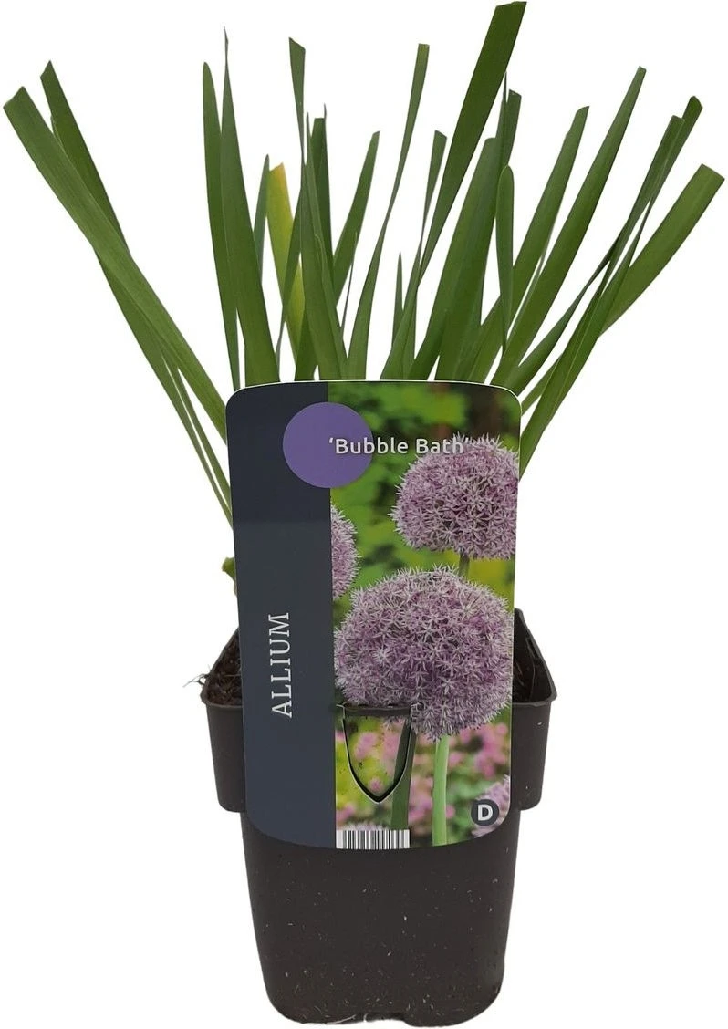 Sierui (Allium 'Bubble Bath') D 17 H 10 Cm 1 Sierui (Allium 'Bubble Bath') D 17 H 10 Cm