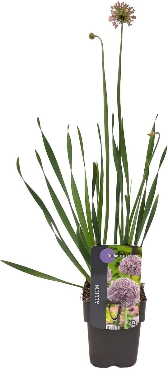 Sierui (Allium 'Bubble Bath') D 17 H 10 Cm 2 Sierui (Allium 'Bubble Bath') D 17 H 10 Cm - Afbeelding 2