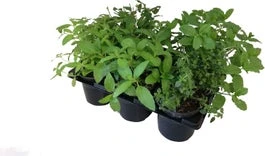 Biologische BBQ-kruiden D 9 H 5 Cm 6 Pack