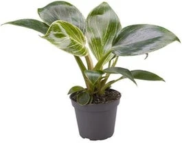 Philodendron (Philodendron 'White Measure') D 6 H 15 Cm 1 Philodendron (Philodendron 'White Measure') D 6 H 15 Cm