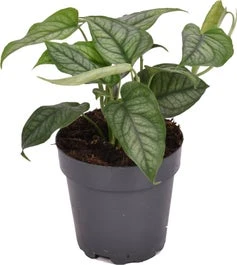 Gatenplant (Monstera Siltepecana) D 12 H 20 Cm