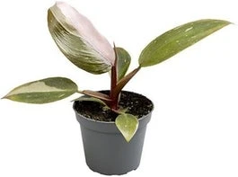 Philodendron (Philodendron 'Pink Princess') D 6 H 15 Cm