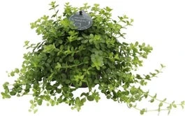 Peperomia (Peperomia 'Deppeana') D 11 H 25 Cm