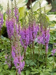 Pluimspirea (Astilbe Chinensis 'Pumila') D 11 H 40 Cm 1 Pluimspirea (Astilbe Chinensis 'Pumila') D 11 H 40 Cm