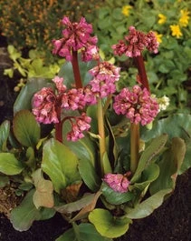 Schoenlappersplant (Bergenia Cordifolia) D 11 H 40 Cm 1 Schoenlappersplant (Bergenia Cordifolia) D 11 H 40 Cm