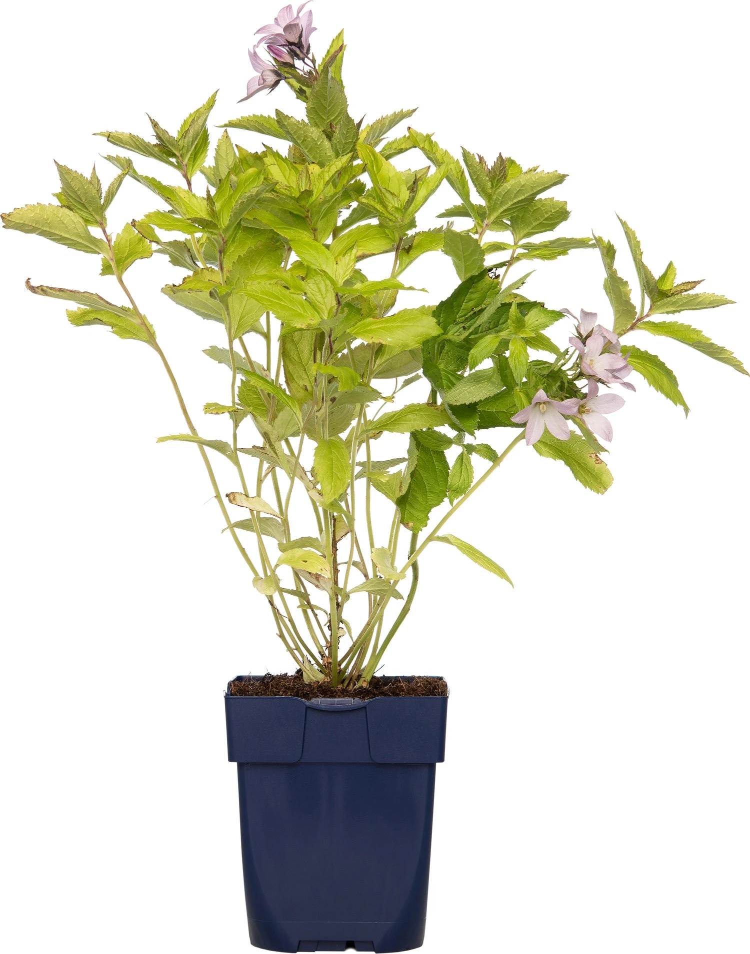 Klokjesbloem (Campanula Lactiflora 'Loddon Anna') D 11 H 10 Cm 1 Klokjesbloem (Campanula Lactiflora 'Loddon Anna') D 11 H 10 Cm