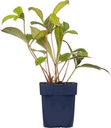 Schout-bij-nacht (Rodgersia Aesculifolia) D 11 H 10 Cm 1 Schout-bij-nacht (Rodgersia Aesculifolia) D 11 H 10 Cm