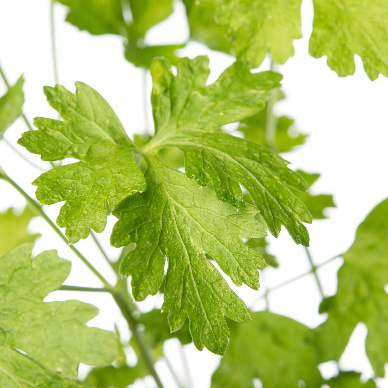 Peterselie (Petroselinum Neapolitanum) D 11 H 10 Cm 2 Peterselie (Petroselinum Neapolitanum) D 11 H 10 Cm - Afbeelding 2