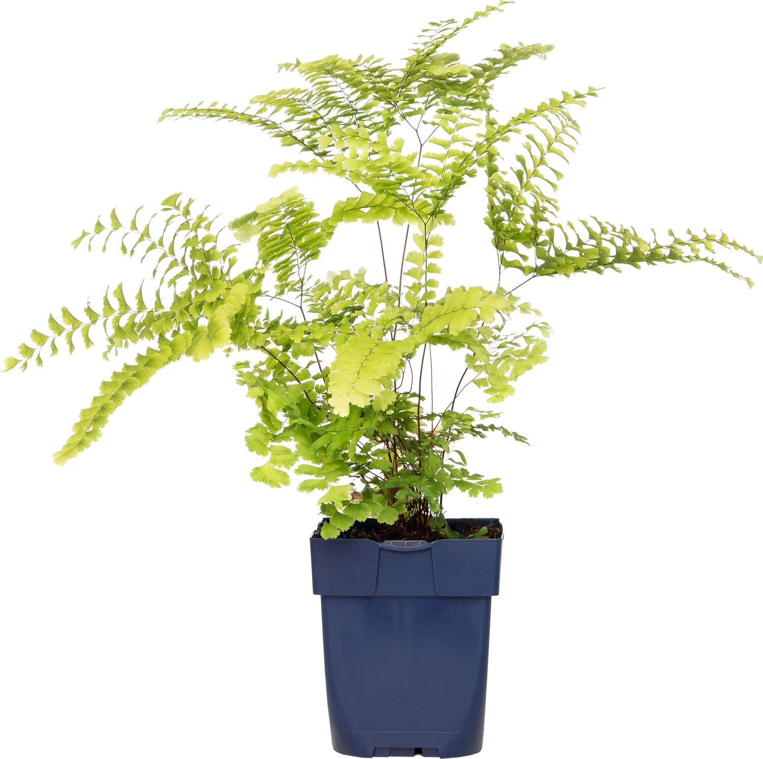 Venushaar (Adiantum Pedatum) D 11 H 10 Cm 1 Venushaar (Adiantum Pedatum) D 11 H 10 Cm