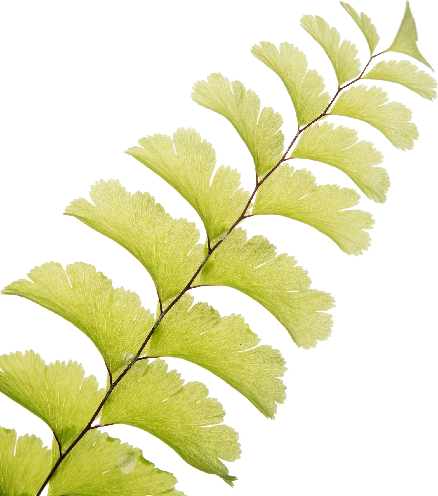 Venushaar (Adiantum Pedatum) D 11 H 10 Cm 2 Venushaar (Adiantum Pedatum) D 11 H 10 Cm - Afbeelding 2