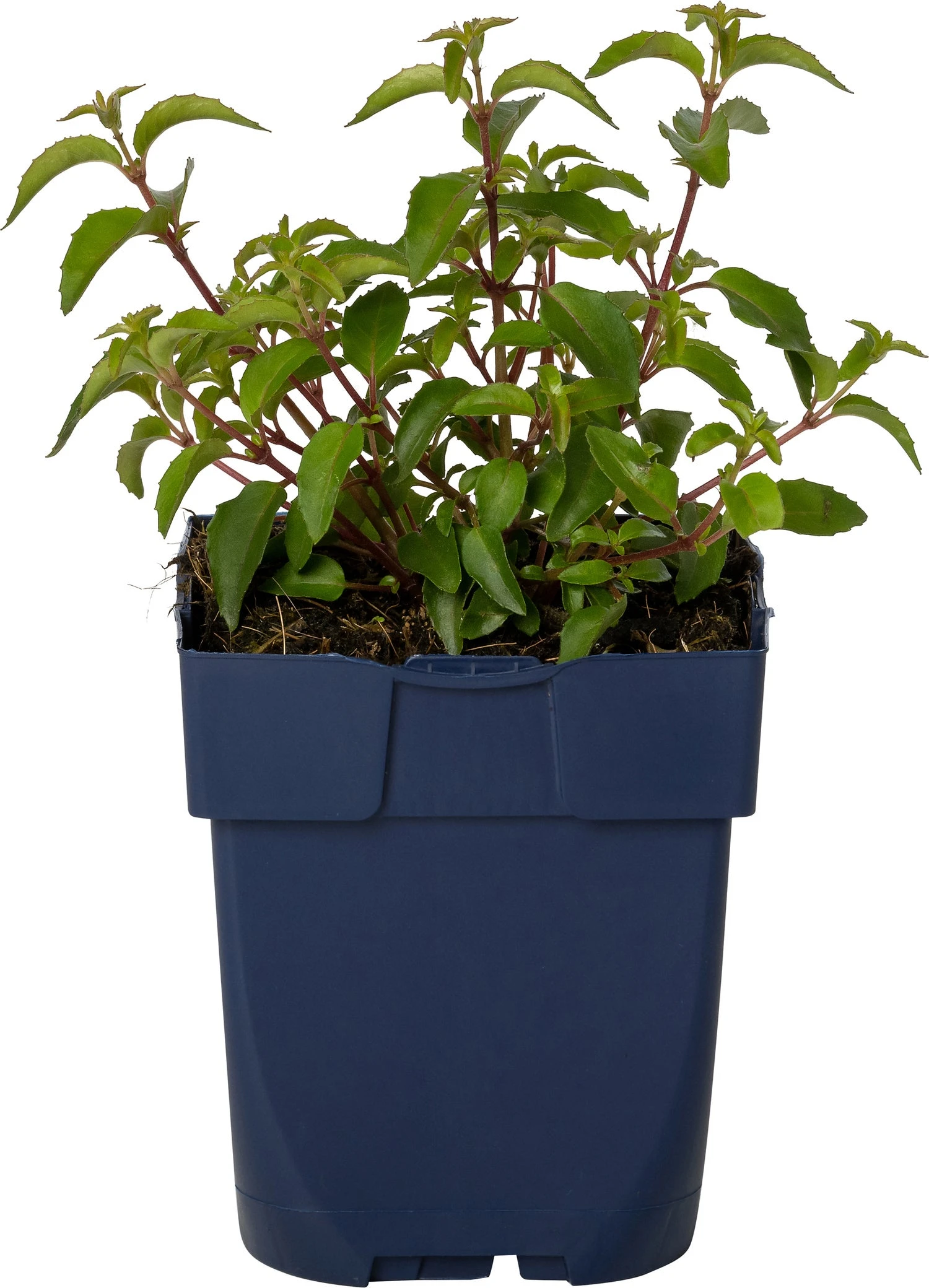 Bellenplant (Fuchsia 'Lady Thumb') D 11 H 40 Cm 1 Bellenplant (Fuchsia 'Lady Thumb') D 11 H 40 Cm