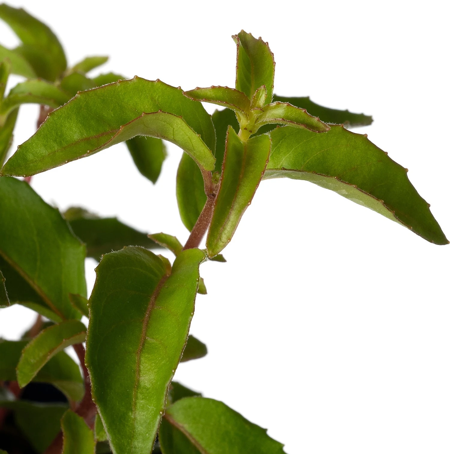 Bellenplant (Fuchsia 'Lady Thumb') D 11 H 40 Cm 2 Bellenplant (Fuchsia 'Lady Thumb') D 11 H 40 Cm - Afbeelding 2