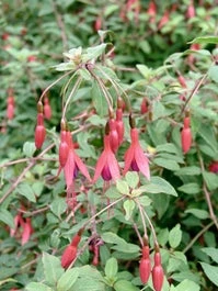 Bellenplant (Fuchsia 'Riccartonii') D 11 H 100 Cm