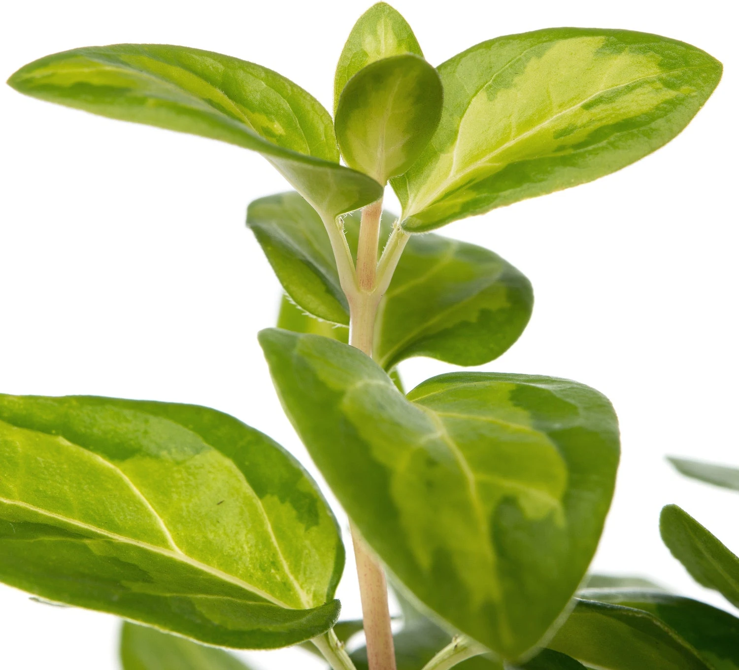 Maagdenpalm (Vinca Major) D 11 H 10 Cm 2 Maagdenpalm (Vinca Major) D 11 H 10 Cm - Afbeelding 2