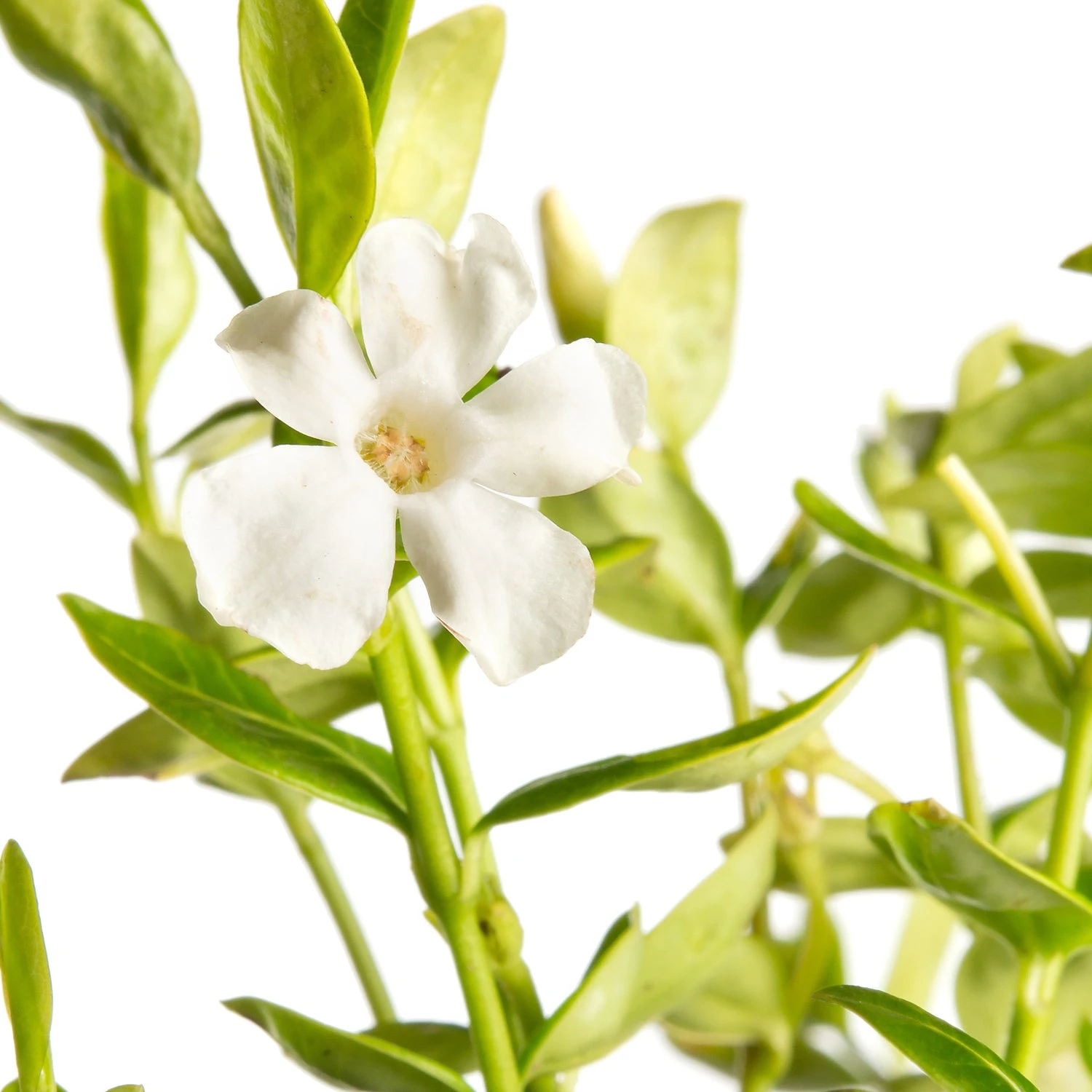 Kleine Maagdenpalm (Vinca Minor 'Alba') D 11 H 15 Cm 2 Kleine Maagdenpalm (Vinca Minor 'Alba') D 11 H 15 Cm - Afbeelding 2