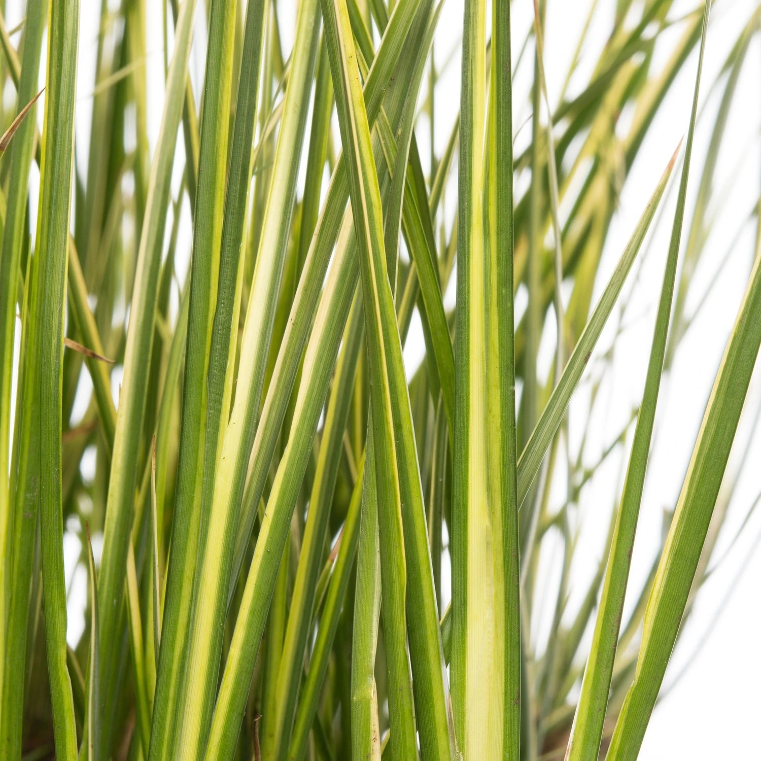 Kalmoes (Acorus Gramineus) D 18 H 30 Cm 2 Kalmoes (Acorus Gramineus) D 18 H 30 Cm - Afbeelding 2