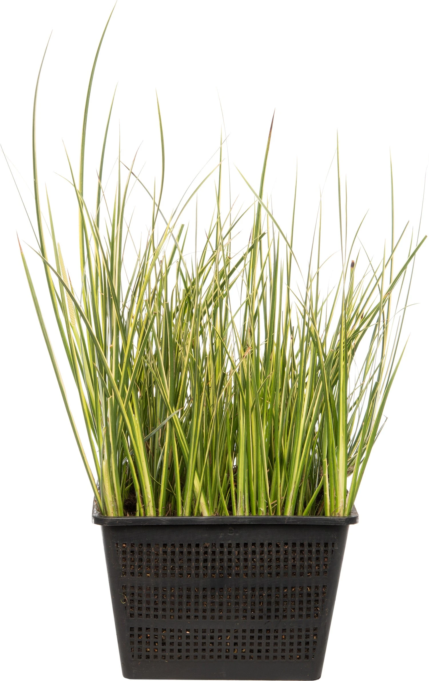 Kalmoes (Acorus Gramineus) D 18 H 30 Cm 1 Kalmoes (Acorus Gramineus) D 18 H 30 Cm