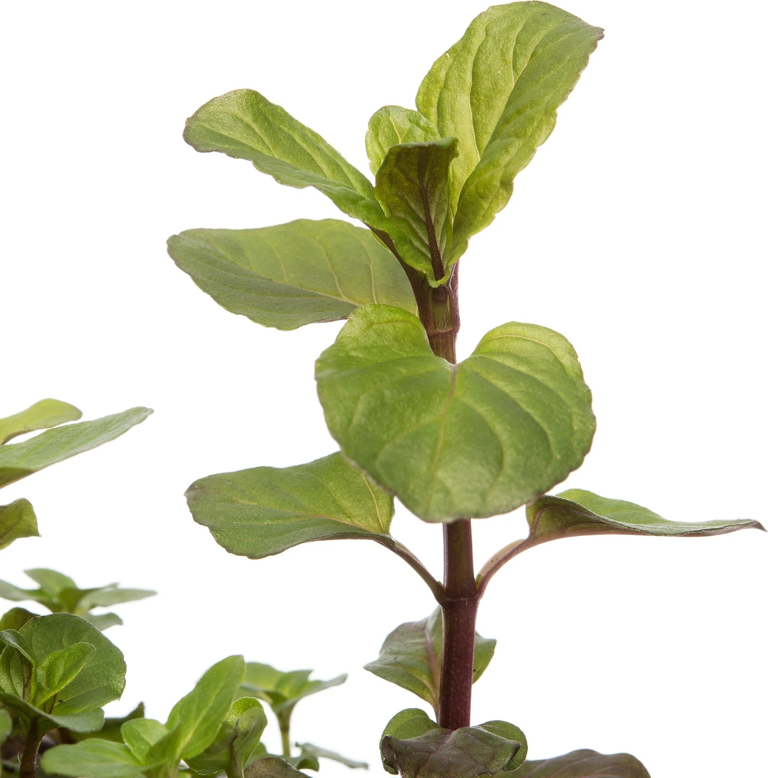 Watermunt (Mentha Aquatica) D 18 H 30 Cm 2 Watermunt (Mentha Aquatica) D 18 H 30 Cm - Afbeelding 2