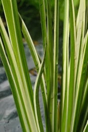 Bonte Kalmoes (Acorus Calamus 'Variegata') D 18 H 20 Cm