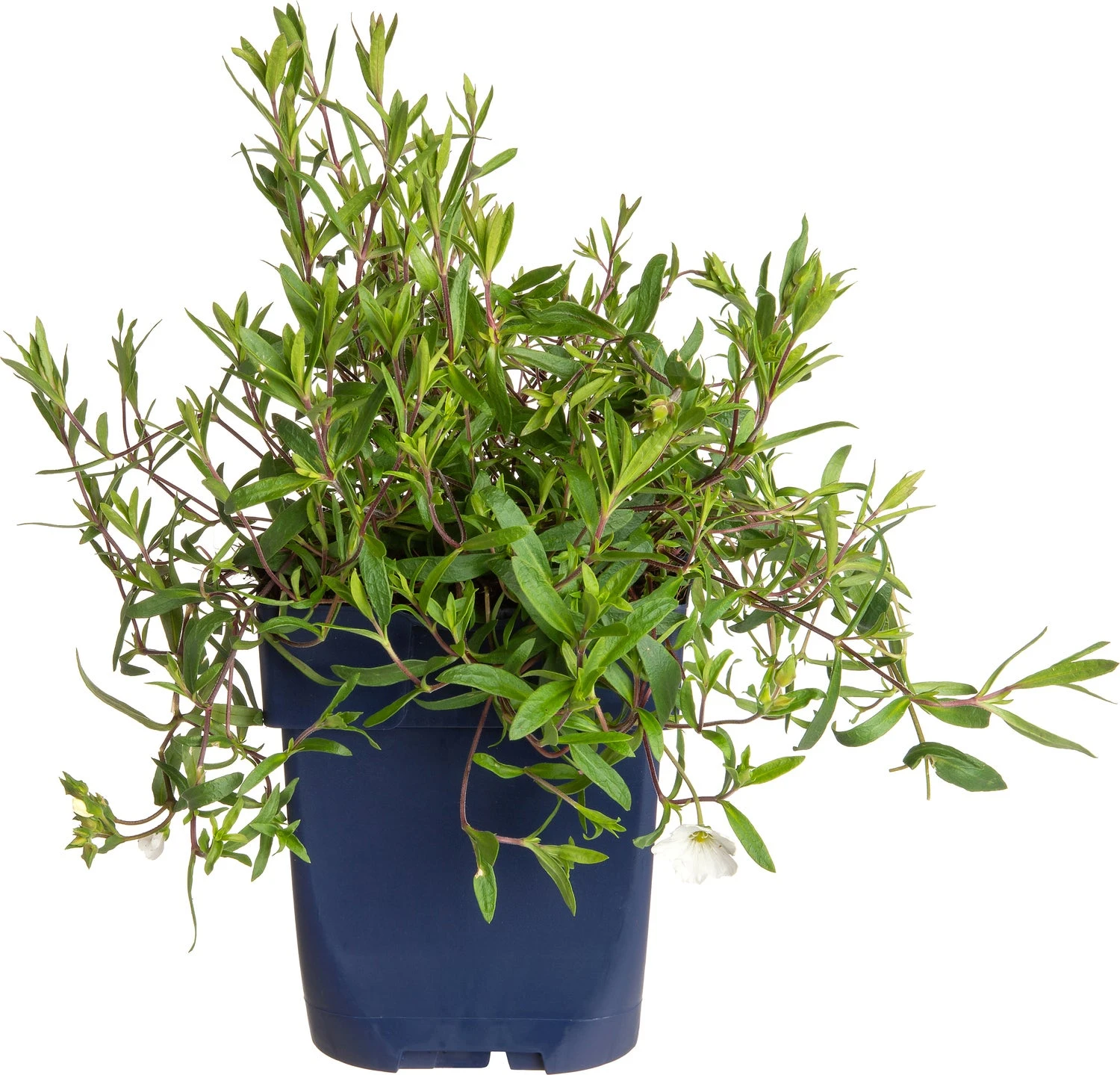 Zandkruid (Arenaria Montana) D 11 H 10 Cm 1 Zandkruid (Arenaria Montana) D 11 H 10 Cm