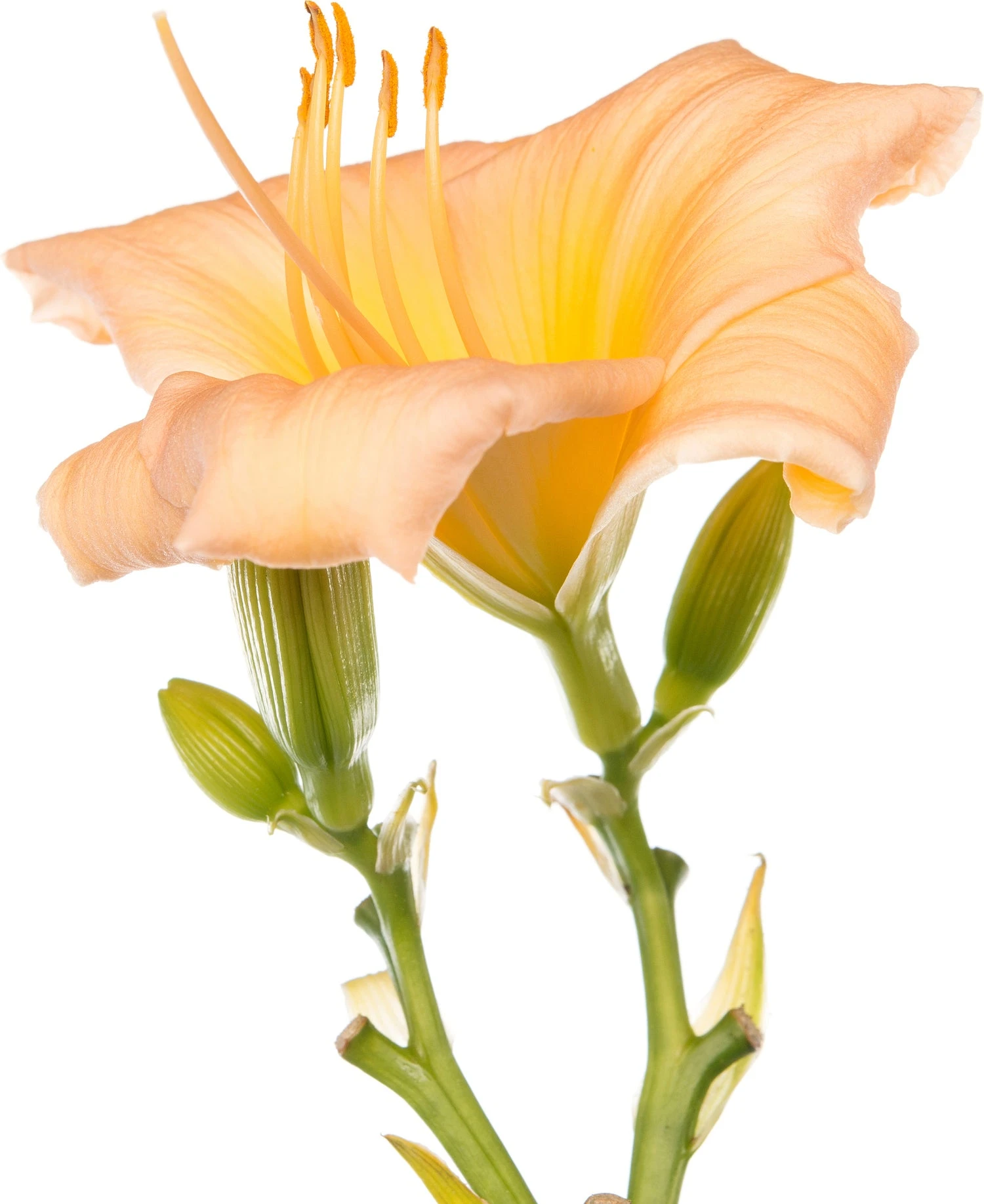 Daglelie (Hemerocallis 'Mini Pearl') D 11 H 10 Cm 2 Daglelie (Hemerocallis 'Mini Pearl') D 11 H 10 Cm - Afbeelding 2