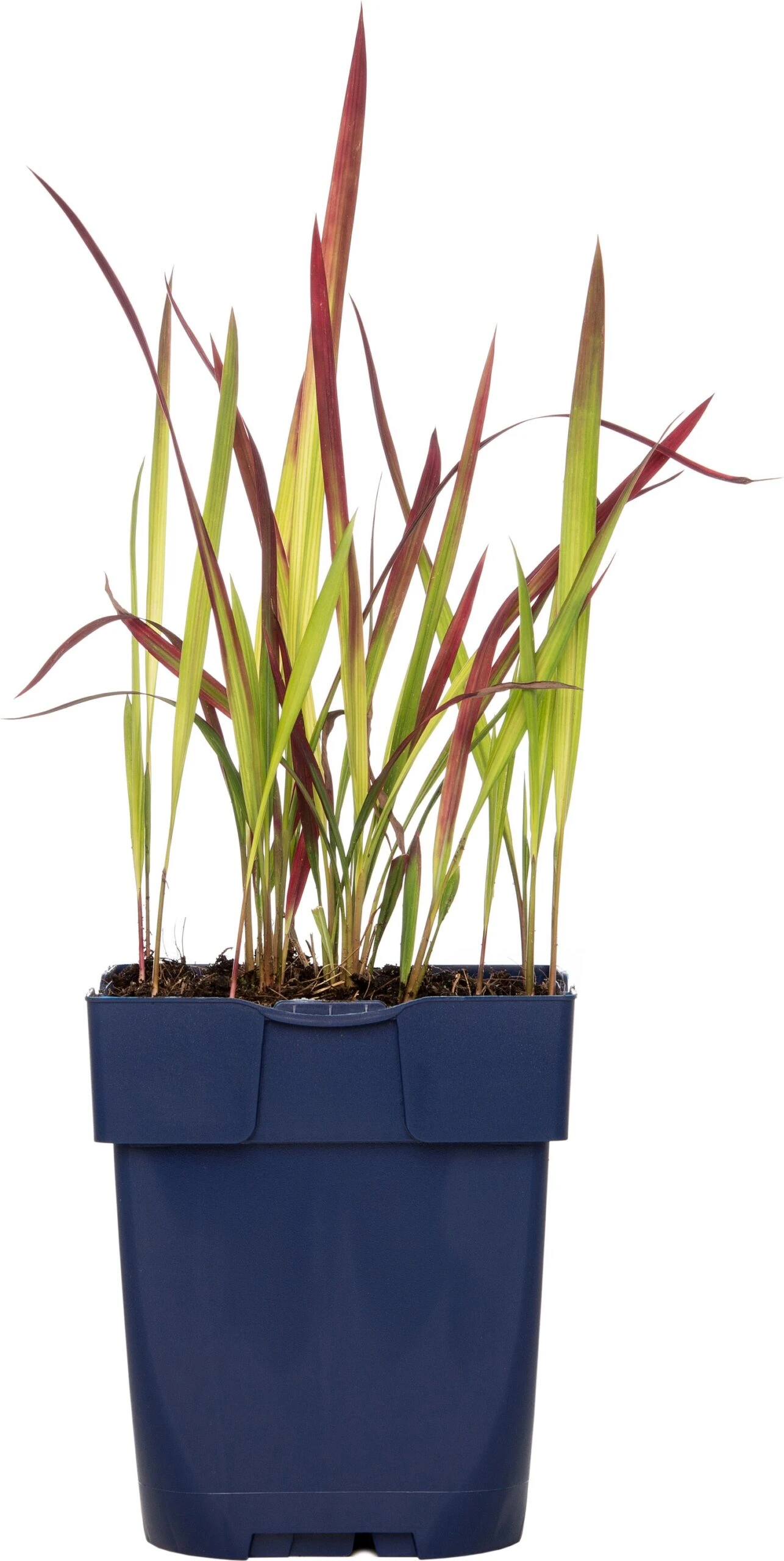 Japans Bloedgras (Imperata Cylindrica 'Red Baron') D 11 H 10 Cm 1 Japans Bloedgras (Imperata Cylindrica 'Red Baron') D 11 H 10 Cm