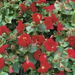 Rode Maskerbloem (Mimulus 'Bonfire Red') D 9 H 20 Cm 1 Rode Maskerbloem (Mimulus 'Bonfire Red') D 9 H 20 Cm
