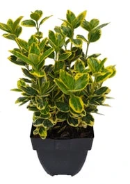 Japanse Kardinaalsmuts (Euonymus Japonica 'Marieke') D 17 H 40 Cm 1 Japanse Kardinaalsmuts (Euonymus Japonica 'Marieke') D 17 H 40 Cm