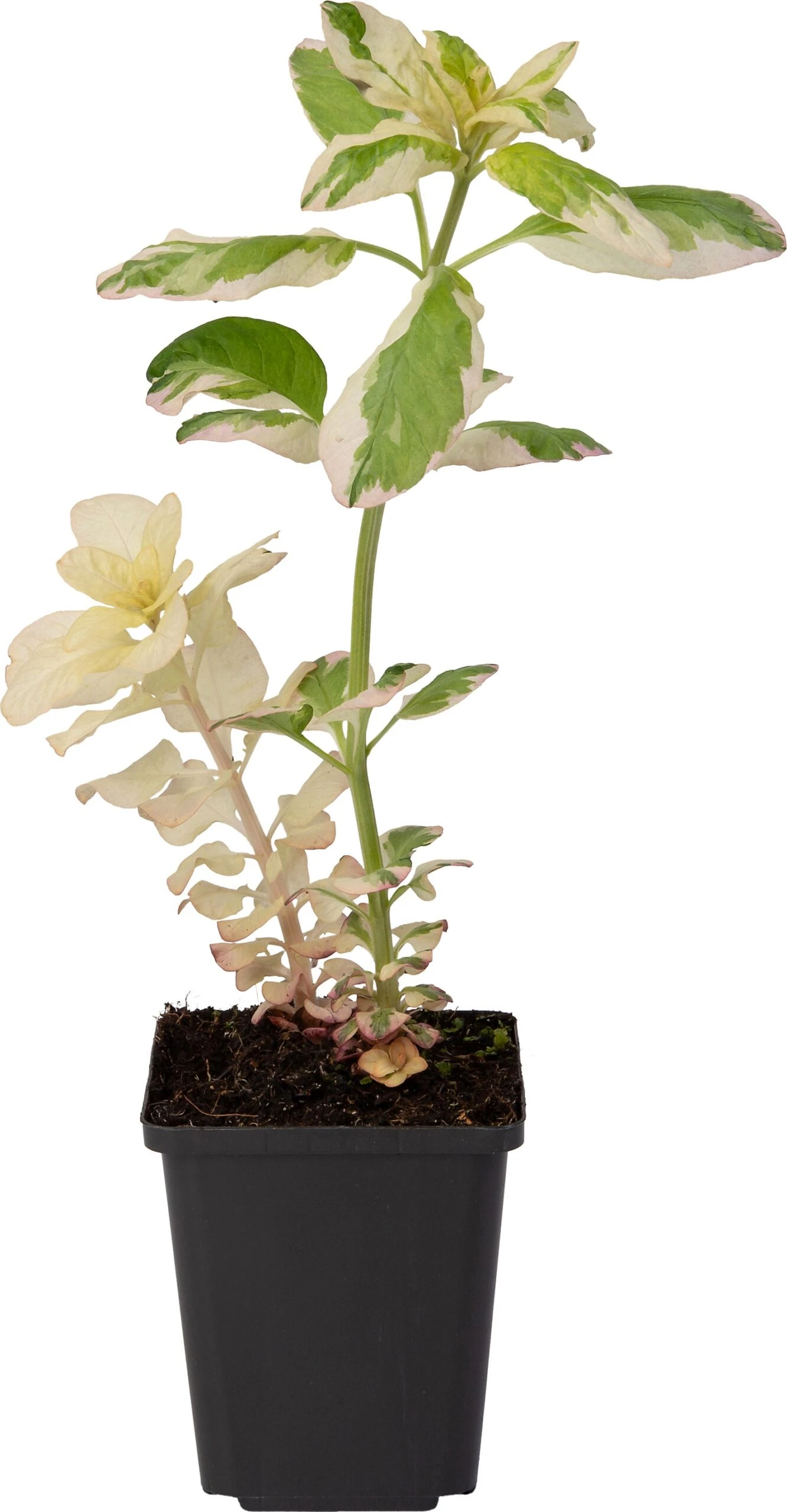 Bonte Moeraswederik (Lysimachia Punctata 'Variegata') D 9 H 20 Cm 2 Bonte Moeraswederik (Lysimachia Punctata 'Variegata') D 9 H 20 Cm - Afbeelding 2