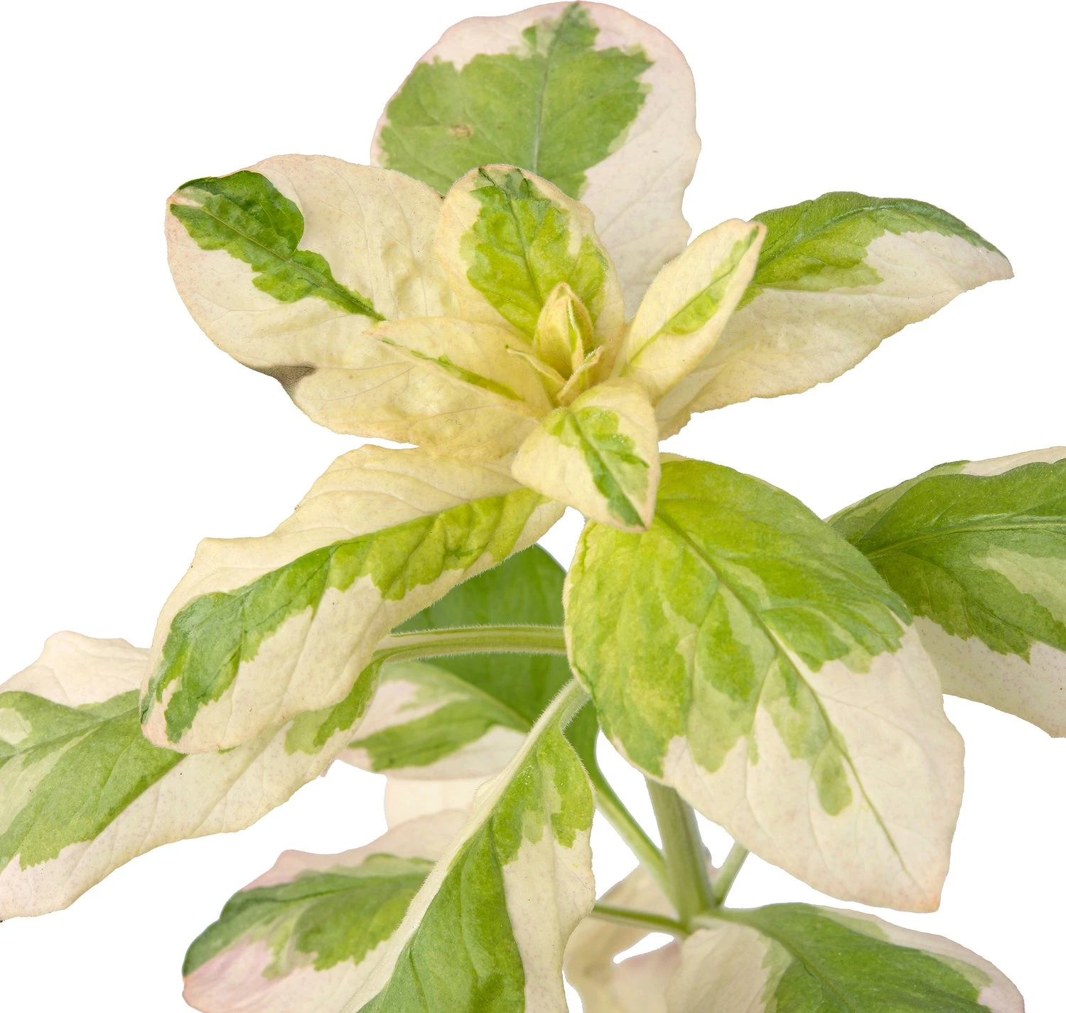 Bonte Moeraswederik (Lysimachia Punctata 'Variegata') D 9 H 20 Cm 3 Bonte Moeraswederik (Lysimachia Punctata 'Variegata') D 9 H 20 Cm - Afbeelding 3