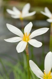 Westenwindlelie (Zephyranthes Candida) D 9 H 20 Cm 1 Westenwindlelie (Zephyranthes Candida) D 9 H 20 Cm
