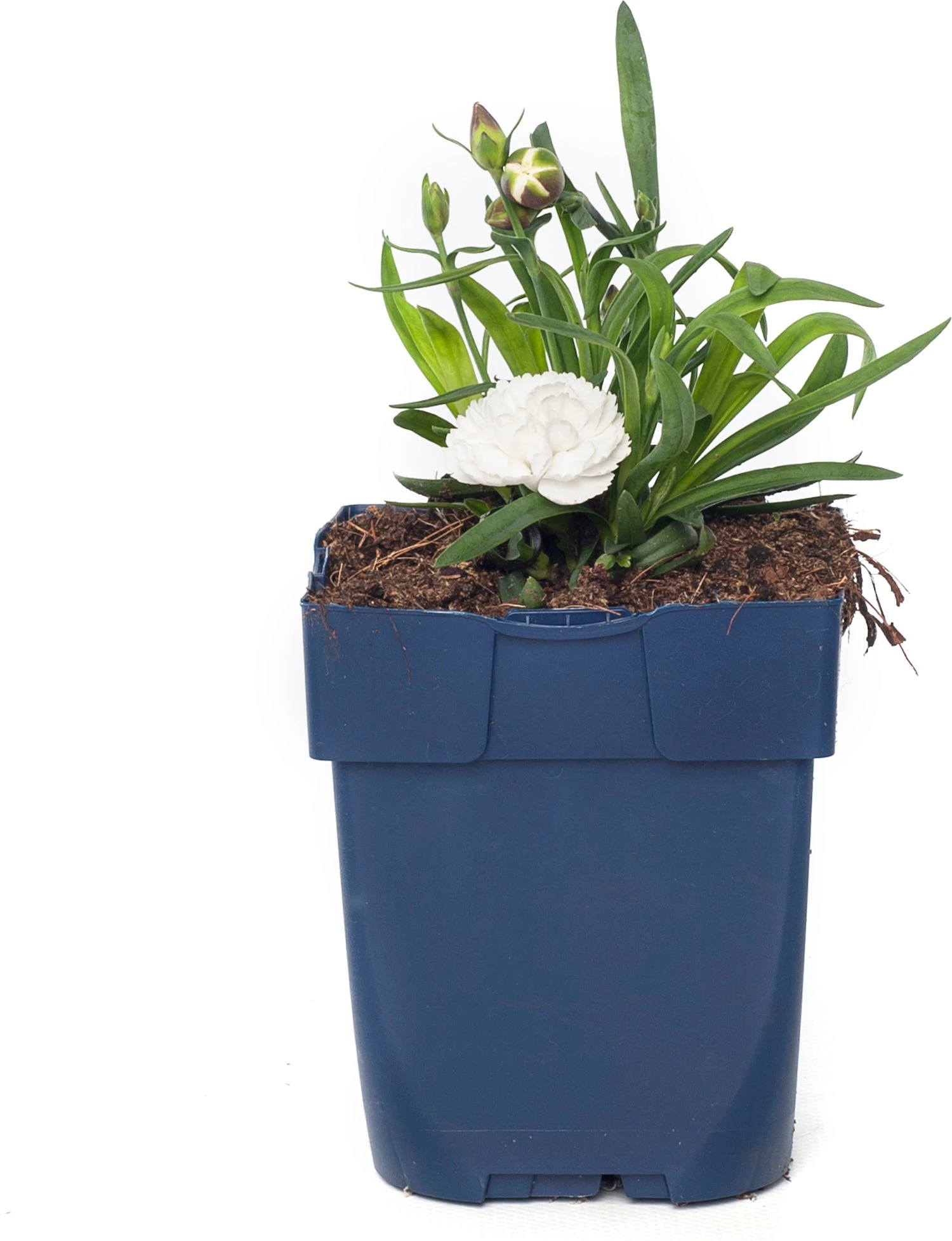 Anjer (Dianthus 'Cosmos') D 11 H 20 Cm 1 Anjer (Dianthus 'Cosmos') D 11 H 20 Cm