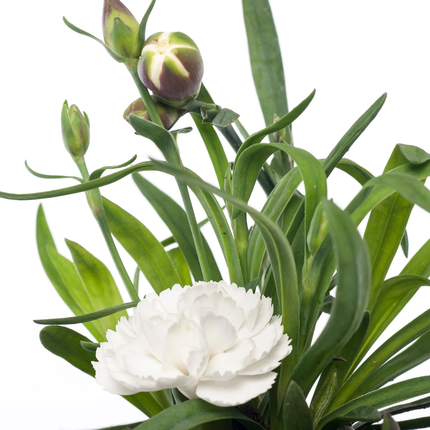 Anjer (Dianthus 'Cosmos') D 11 H 20 Cm 2 Anjer (Dianthus 'Cosmos') D 11 H 20 Cm - Afbeelding 2