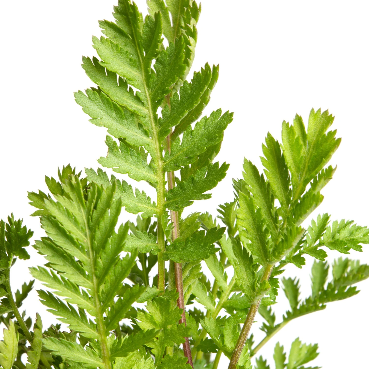 Boerenwormkruid (Tanacetum Vulgare) D 11 H 15 Cm 2 Boerenwormkruid (Tanacetum Vulgare) D 11 H 15 Cm - Afbeelding 2