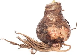 Florex Amaryllis (Hippeastrum) Wit 38/+